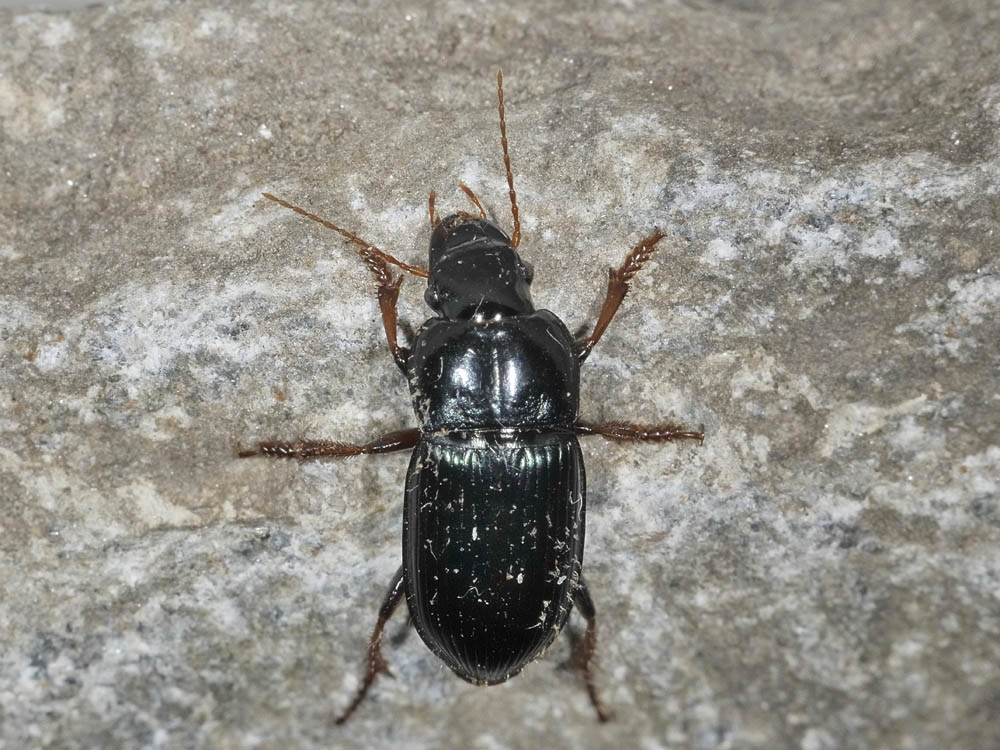 Carabidae: Harpalus rubripes